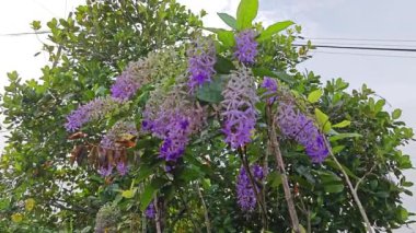 Zımpara kağıdı sarmaşığı bitkisine bakıyorum. 