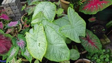 Yapraklı kaladyum bicolor Beyaz don deseni.