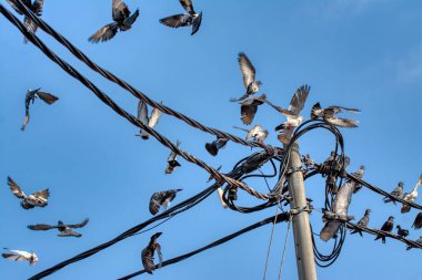 Bir çift kuzgun sürüsü olan bir grup güvercin ya da elektrik direğinin etrafında gezinen.