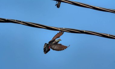 Bir çift kuzgun sürüsü olan bir grup güvercin ya da elektrik direğinin etrafında gezinen.