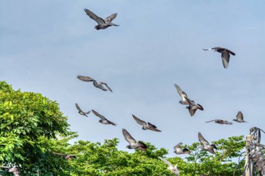 Bir çift kuzgun sürüsü olan bir grup güvercin ya da elektrik direğinin etrafında gezinen.