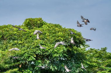 Bir çift kuzgun sürüsü olan bir grup güvercin ya da elektrik direğinin etrafında gezinen.
