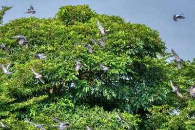 Bir çift kuzgun sürüsü olan bir grup güvercin ya da elektrik direğinin etrafında gezinen.