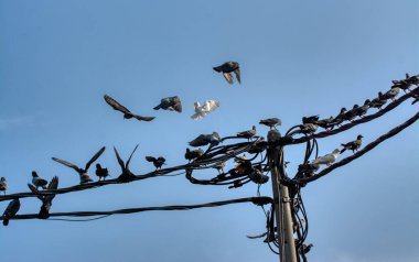 Bir çift kuzgun sürüsü olan bir grup güvercin ya da elektrik direğinin etrafında gezinen.