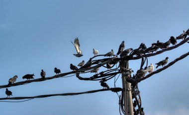 Bir çift kuzgun sürüsü olan bir grup güvercin ya da elektrik direğinin etrafında gezinen.