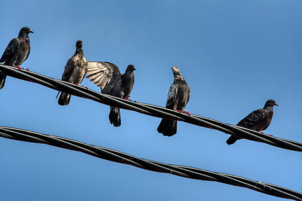 bunch of pigeon with a couple of raven flocking or hanging around the electric street pole.