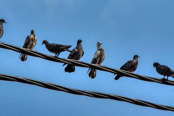bunch of pigeon with a couple of raven flocking or hanging around the electric street pole.