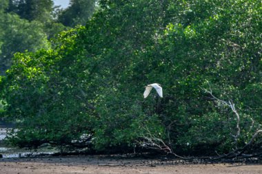 Mangrove parkındaki deniz kenarında balıkçıl aktiviteleri.
