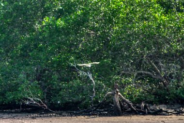 Mangrove parkındaki deniz kenarında balıkçıl aktiviteleri.