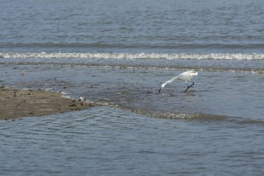 Mangrove parkındaki deniz kenarında balıkçıl aktiviteleri.