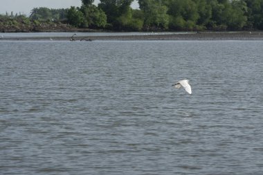 Mangrove parkındaki deniz kenarında balıkçıl aktiviteleri.
