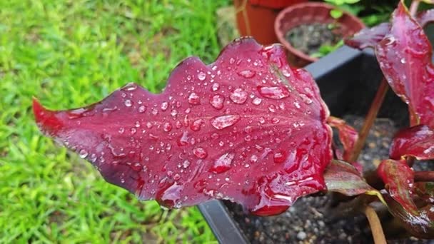朝の雨 紫色のカラジウムの葉の水分 — ストック動画