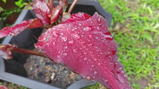 Vroeg Ochtend Regenwater Vocht Paarse Caladium Bladeren — Stockvideo