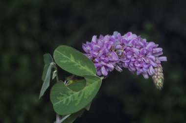 Desmodium heterocarpon otu çiçeğinin yakın plan çekimi..