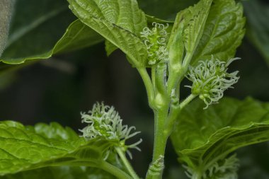 Dut filizleri gövdeden filizleniyor..