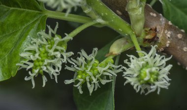 Dut filizleri gövdeden filizleniyor..