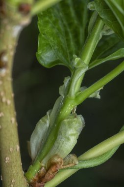 Dut filizleri gövdeden filizleniyor..