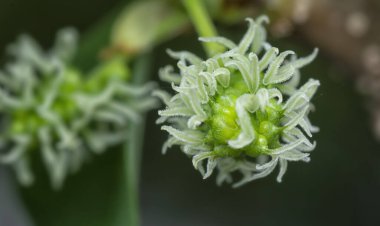 Dut filizleri gövdeden filizleniyor..