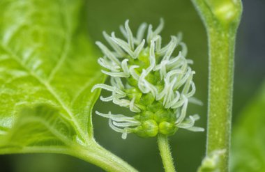 Dut filizleri gövdeden filizleniyor..