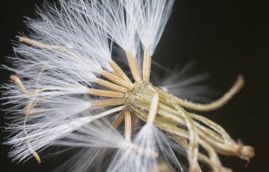 Yakın çekim beyaz kurutulmuş siyanthillium cinereum çiçeği.