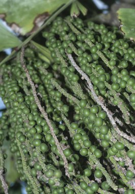 Karyota mitis meyvesi kümesi - yuvarlak şekilli meyveler.