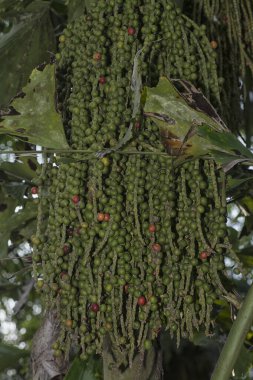 Karyota mitis meyvesi kümesi - yuvarlak şekilli meyveler.