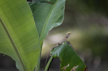 Doğu bahçesi kertenkelesi muz yaprağının üzerinde dinleniyor..