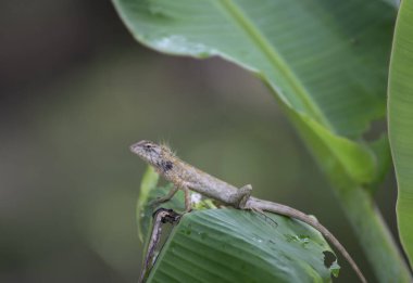 Doğu bahçesi kertenkelesi muz yaprağının üzerinde dinleniyor..