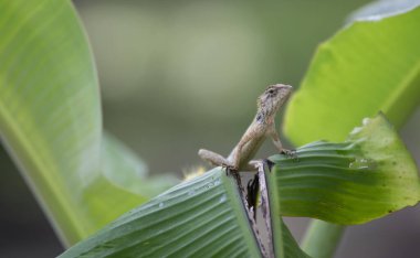 Doğu bahçesi kertenkelesi muz yaprağının üzerinde dinleniyor..
