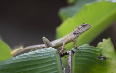 Doğu bahçesi kertenkelesi muz yaprağının üzerinde dinleniyor..