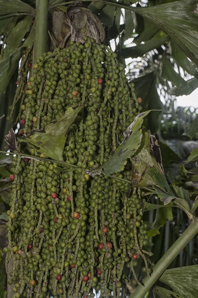 cluster of Caryota mitis fruits - round-shaped fruits.
