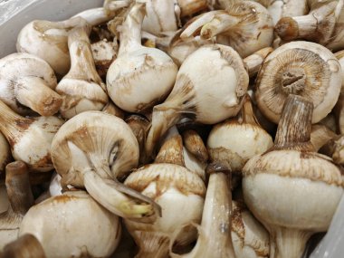 Bir paket çiğ taze Ngarku satışta..