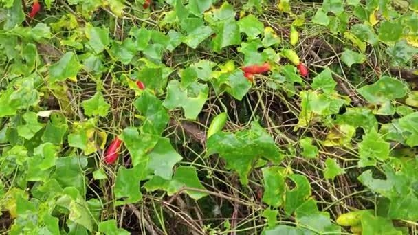 正在爬行的常春藤瓜果植物在野外灌木丛中攀爬 — 图库视频影像