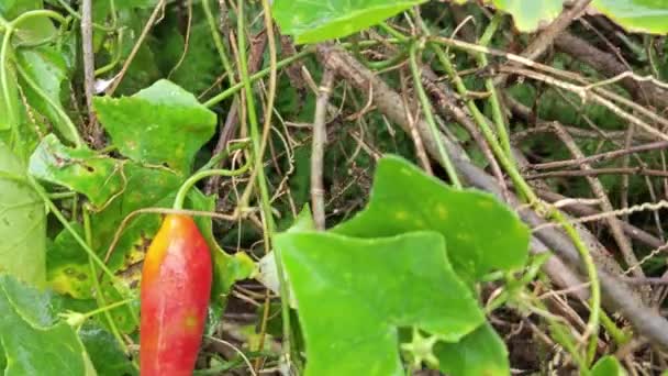 野生の茂みの周りに登るクリーニングアイビーグルドフルーツの植物 — ストック動画