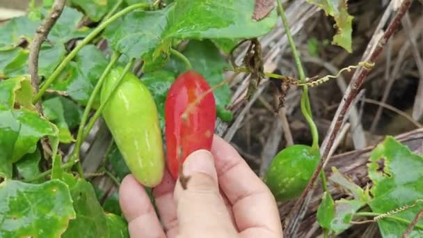 野生の茂みの周りに登るクリーニングアイビーグルドフルーツの植物 — ストック動画