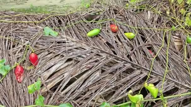 正在爬行的常春藤瓜果植物在野外灌木丛中攀爬 — 图库视频影像