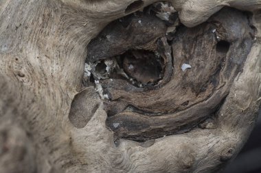 Kurumuş bir ağaç kütüğünün yüzey dokusunu kapat.