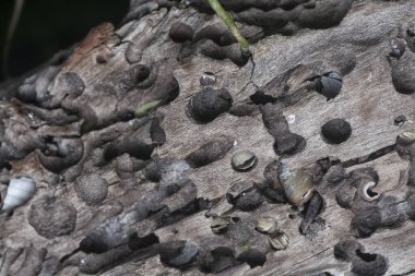 Kurumuş bir ağaç kütüğünün yüzey dokusunu kapat.