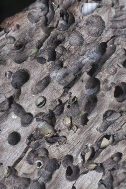 Kurumuş bir ağaç kütüğünün yüzey dokusunu kapat.