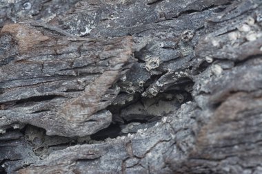 Kurumuş bir ağaç kütüğünün yüzey dokusunu kapat.