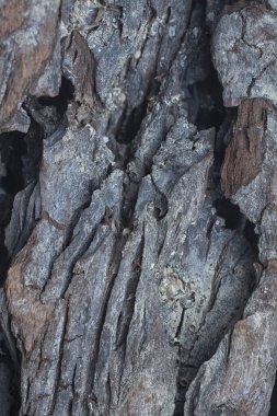 Kurumuş bir ağaç kütüğünün yüzey dokusunu kapat.