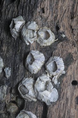 Kurumuş bir ağaç kütüğünün yüzey dokusunu kapat.