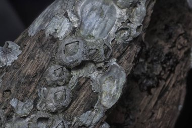 Kurumuş bir ağaç kütüğünün yüzey dokusunu kapat.