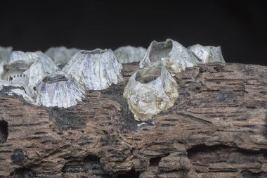 Kurumuş bir ağaç kütüğünün yüzey dokusunu kapat.