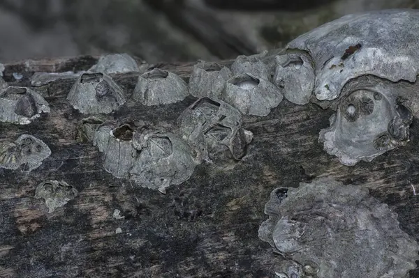 Kurumuş bir ağaç kütüğünün yüzey dokusunu kapat.