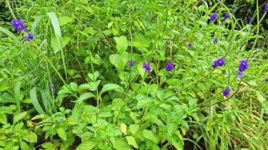 Stachytarpheta jamaicensis bitkisinin vahşi çalıları 