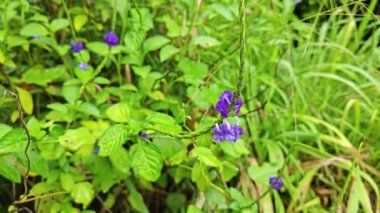 Stachytarpheta jamaicensis bitkisinin vahşi çalıları 