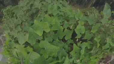 Sarmaşık kabak bitkisi yabani çalıların arasında tırmanıyor..
