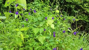 Stachytarpheta jamaicensis bitkisinin vahşi çalıları 