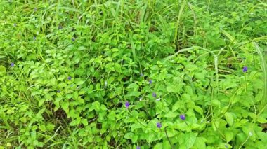 Stachytarpheta jamaicensis bitkisinin vahşi çalıları 